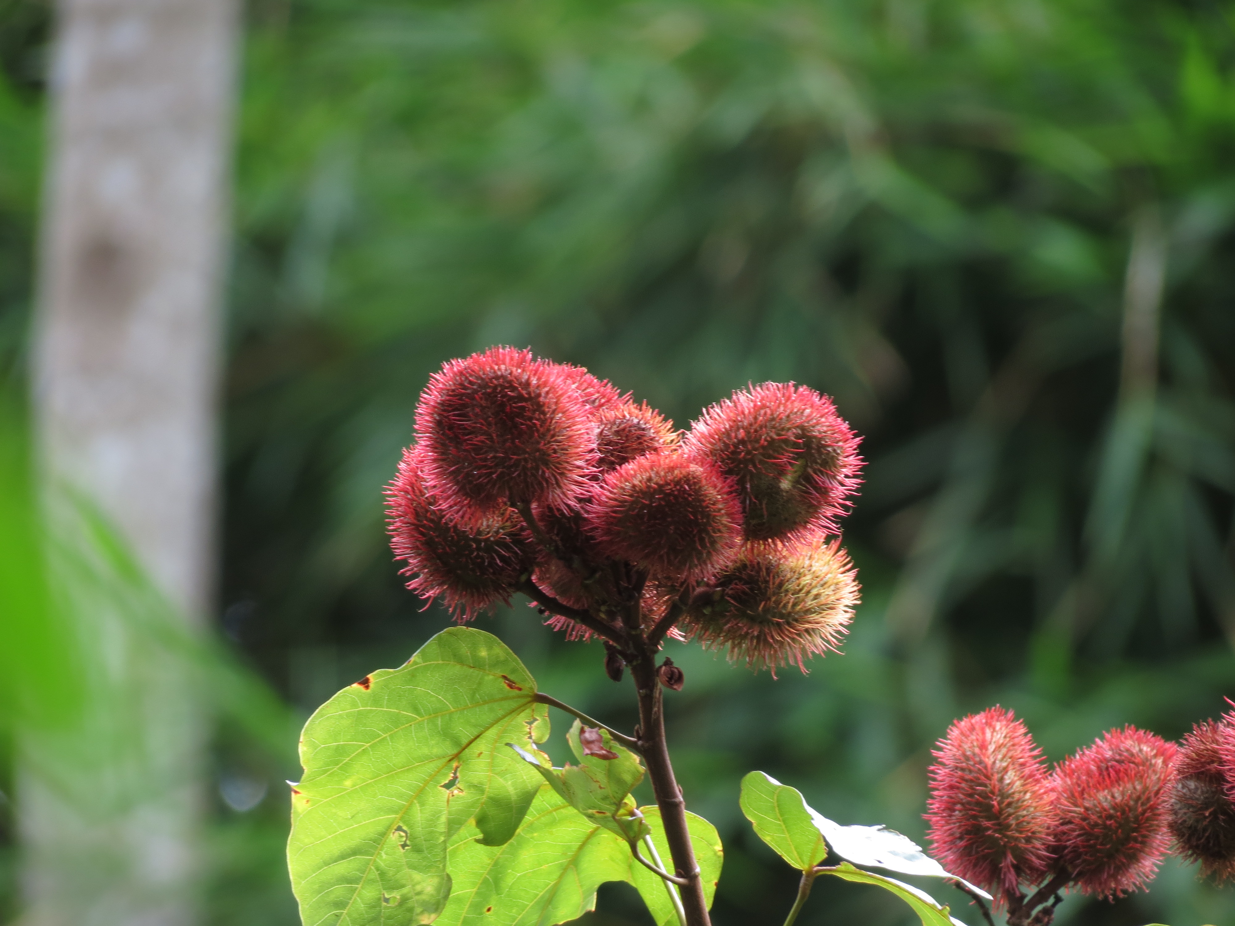 Flora 2